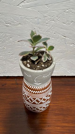 Vaso per Cactus Succulente in Cemento
