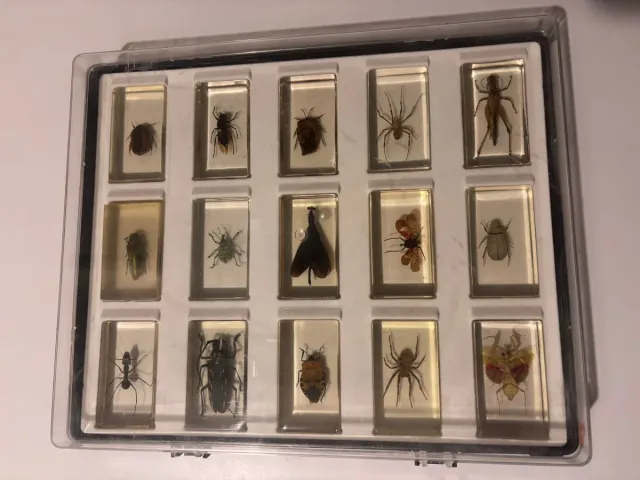 Colección Insectos Disecados