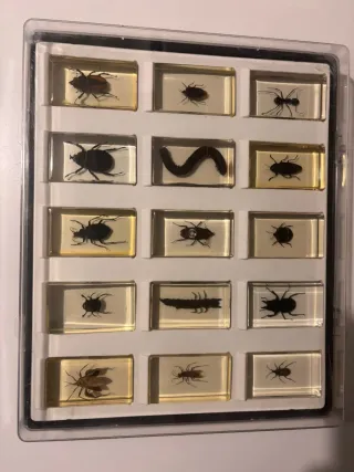 Colección Insectos Disecados