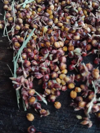 Semillas de sorgo para grano variedad kaoliang