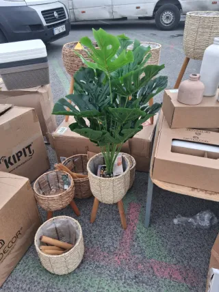 Planta Monstera con macetero de mimbre