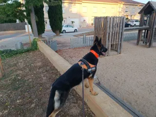 Adiestramiento Canino y paseo canino.