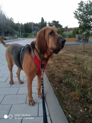 Adiestramiento Canino y paseo canino.