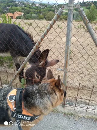 Adiestramiento Canino y paseo canino.