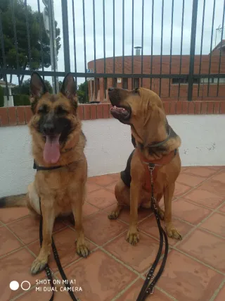 Adiestramiento Canino y paseo canino.