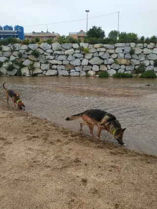 Adiestramiento Canino y paseo canino.