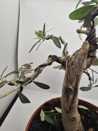 Bonsai Olivo