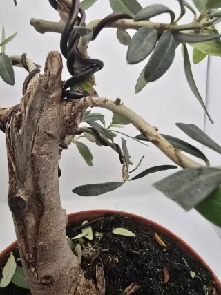 Bonsai Olivo