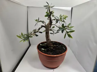 Bonsai Olivo