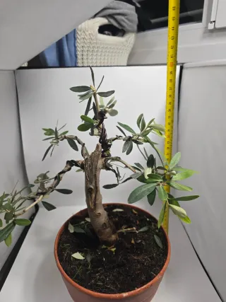 Bonsai Olivo
