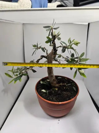 Bonsai Olivo
