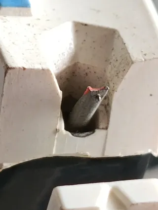 Stanton D5100EL Testina con puntina