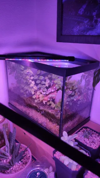 Luz LED para crecimiento de plantas