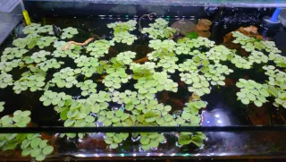 Salvinia Natans Pianta Galleggiante