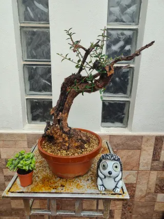 Bonsai Ullastre Mallorquín