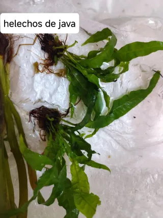 Lote plantas acuario XL