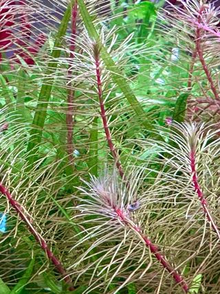 Lote 10+2 plantas de acuario variadas y coloridas