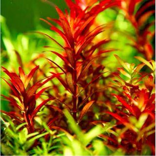 Lote 10+2 plantas de acuario variadas y coloridas
