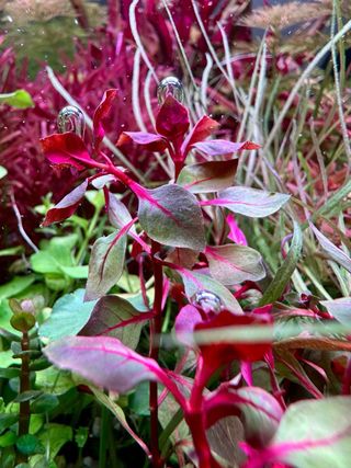 Lote 10+2 plantas de acuario variadas y coloridas