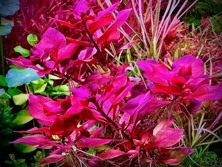 Lote 10+2 plantas de acuario variadas y coloridas