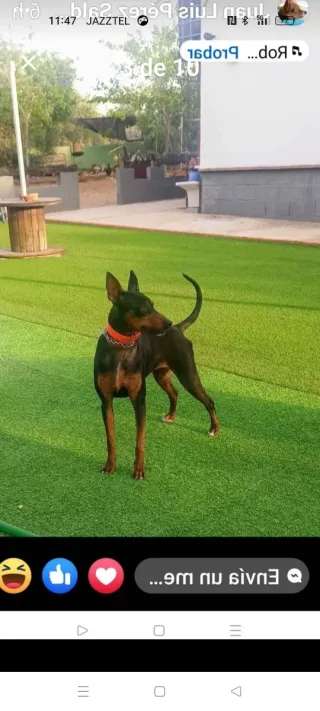 CÉSPED ARTIFICIAL DÉ CAMPOS DÉ FUTBOL RECICLADOS