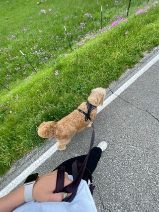 Paseo animales en esquivias