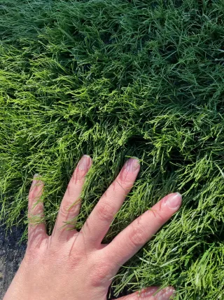 Venta e Instalación Césped Artificial