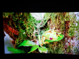 Pantalla de ordenador koorui