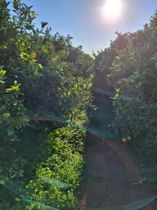 campo agrícola termino puig a 1km Rafelbuñol