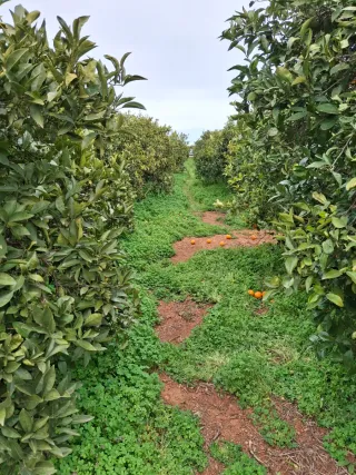 campo agrícola termino puig a 1km Rafelbuñol