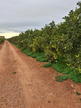 campo agrícola termino puig a 1km Rafelbuñol