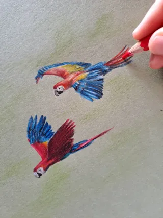 Disegno pappagalli colorati