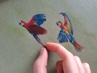 Disegno pappagalli colorati