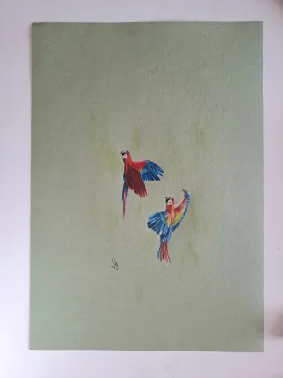 Disegno pappagalli colorati