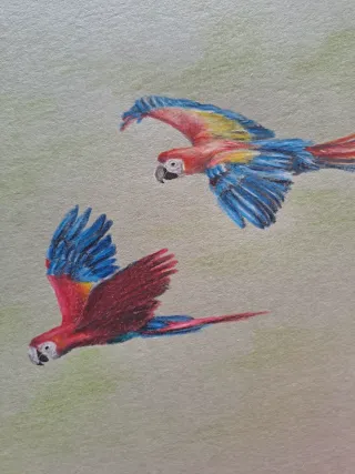 Disegno pappagalli colorati