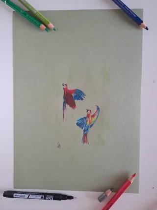 Disegno pappagalli colorati