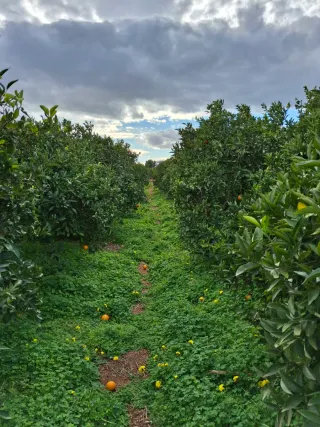 venta campo agrícola rafelbuñol