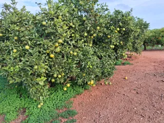 venta campo agrícola rafelbuñol