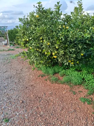 venta campo agrícola rafelbuñol