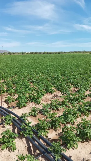 Terreno rústico en venta