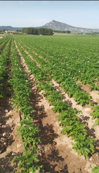 Terreno rústico en venta