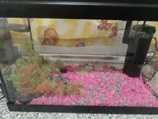 Acuario con filtro y decoración