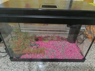 Acuario con filtro y decoración