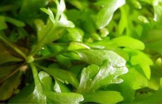 Helecho Sumatra Flotante Ceratopteris