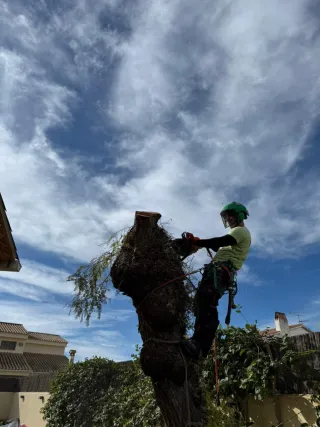 Tala, poda en altura y servicios forestales