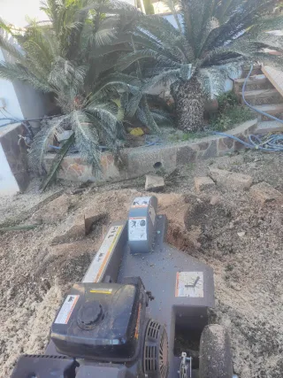 Tala, poda en altura y servicios forestales