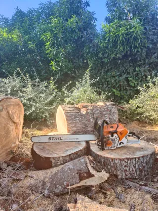 Tala, poda en altura y servicios forestales