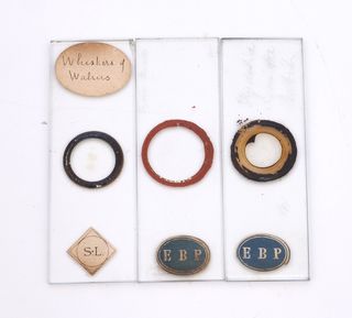 30 Preparados Microscopio Antiguos S.XIX