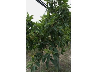 Terreno en venta en Paterna de Rivera