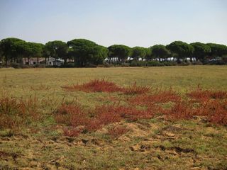 Terreno en venta en Conil en Conil de la Frontera